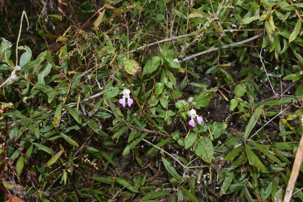 Impatiens balfourii  (Balsaminaceae)